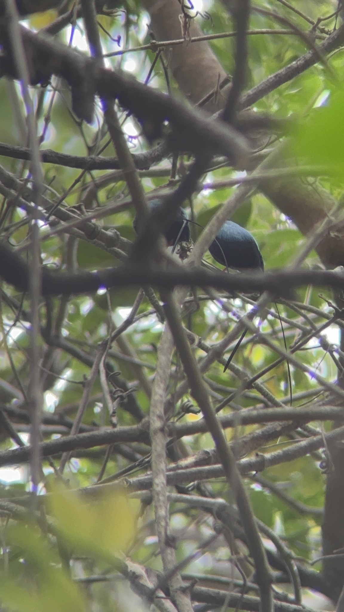 Long-tailed Manakin (Chiroxiphia linearis), photo 2