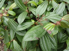 Viburnum davidii