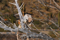 Dipsosaurus catalinensis