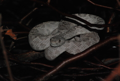 Crotalus catalinensis