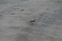 Motacilla cinerea patriciae