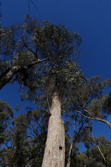 Eucalyptus goniocalyx goniocalyx