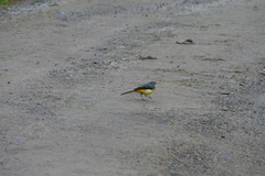 Motacilla cinerea patriciae