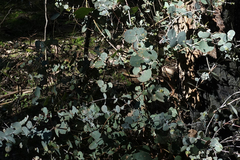 Eucalyptus goniocalyx goniocalyx