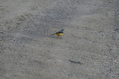 Motacilla cinerea patriciae