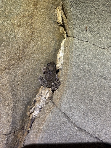 Ornate Burrowing Frog