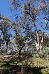 Eucalyptus goniocalyx goniocalyx