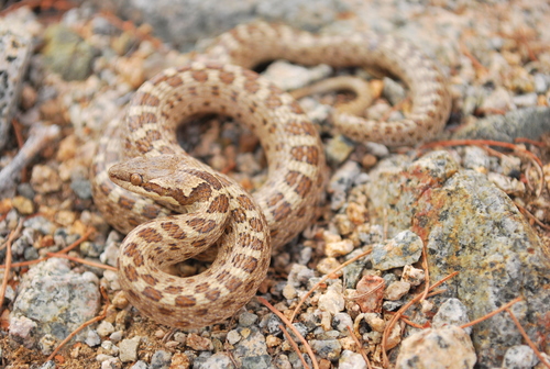 Isla Santa Catalina Nightsnake