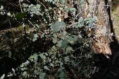 Eucalyptus goniocalyx goniocalyx