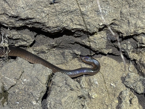 Carpentaria Small-eyed Snake