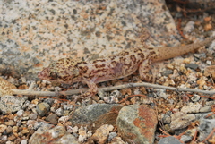 Phyllodactylus bugastrolepis