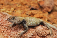 Sceloporus lineatulus