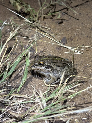 Striped Burrowing Frog