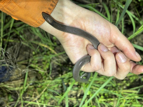 Brigalow Scaly-foot