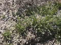 Pectocarya recurvata