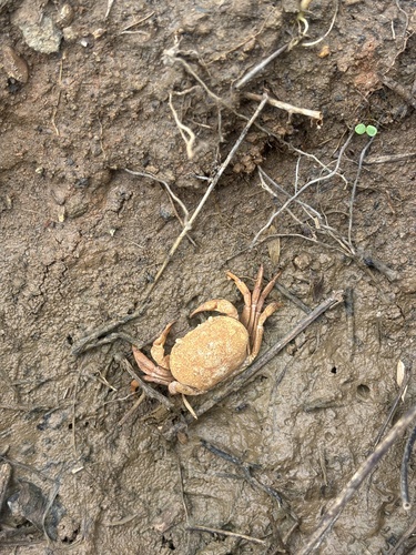 inland crab