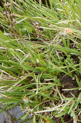 Eutrema edwardsii