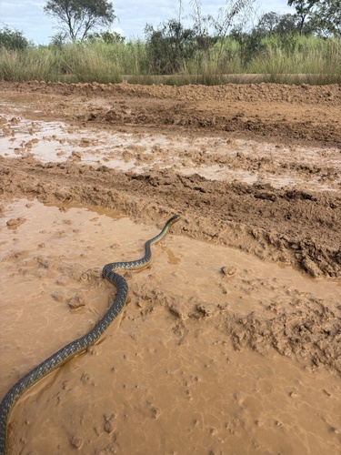 Common Tree Snake