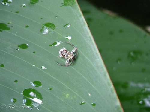 Similosodus punctiscapus