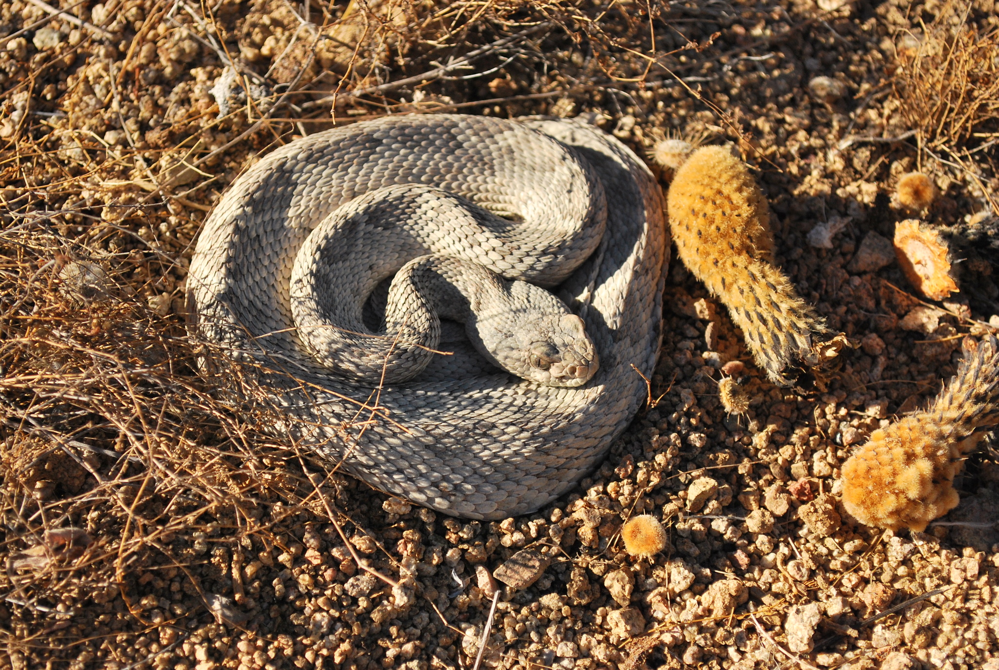 Crotalus catalinensis Cliff, 1954