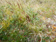 Festuca baffinensis