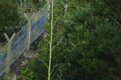 Sylvia atricapilla gularis