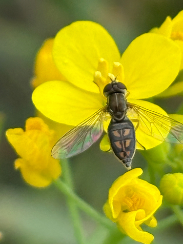 Unknown species found near Irvine, CA, US