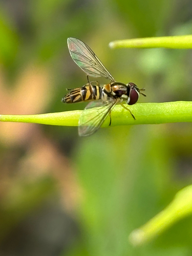 Unknown species found near Irvine, CA, US
