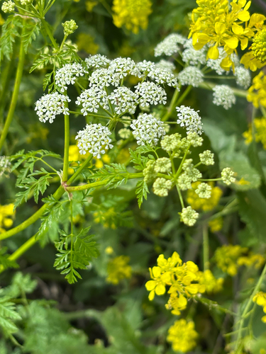 iNaturalist observation photo of poison hemlock