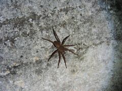 Ancylometes concolor