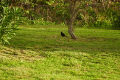 Turdus merula azorensis