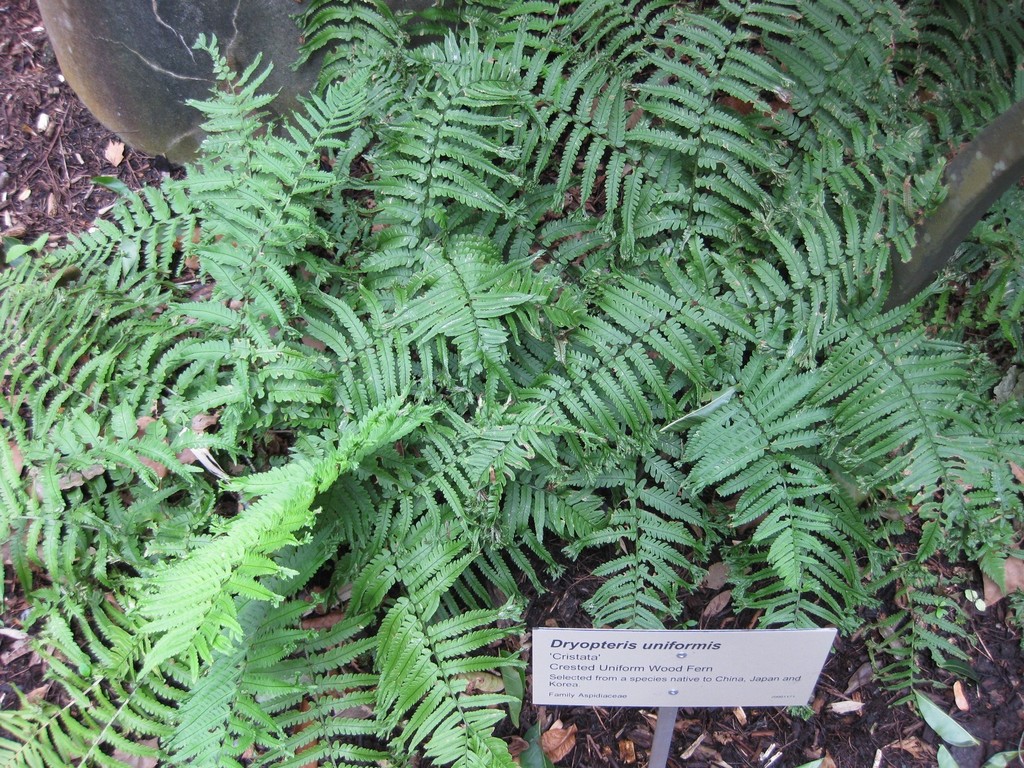 Dryopteris uniformis