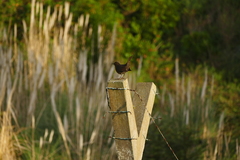Turdus merula azorensis