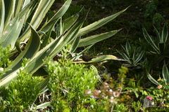 Turdus merula azorensis