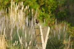 Turdus merula azorensis