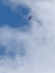 Buteo jamaicensis calurus