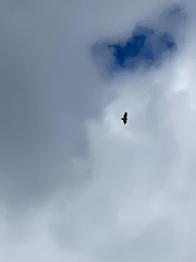 Buteo jamaicensis calurus