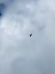 Buteo jamaicensis calurus