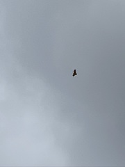 Buteo jamaicensis calurus