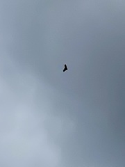 Buteo jamaicensis calurus