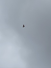 Buteo jamaicensis calurus