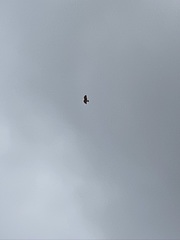 Buteo jamaicensis calurus