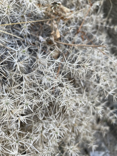 Watson's prickly phlox (Linanthus watsonii)