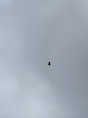 Buteo jamaicensis calurus