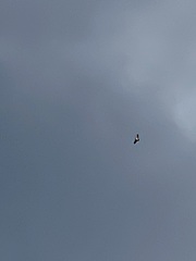 Buteo jamaicensis calurus