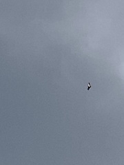 Buteo jamaicensis calurus