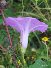 Ipomoea splendor-sylvae
