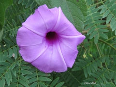 Ipomoea splendor-sylvae