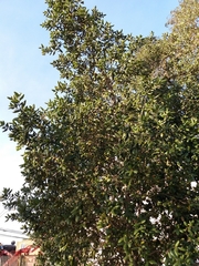 Peumus boldus