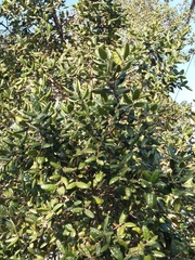 Peumus boldus